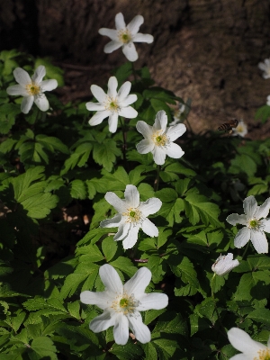 Blossom light plant white Photo