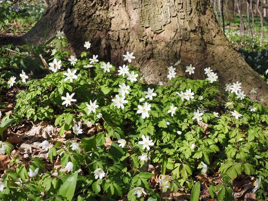 Forest blossom light plant Photo