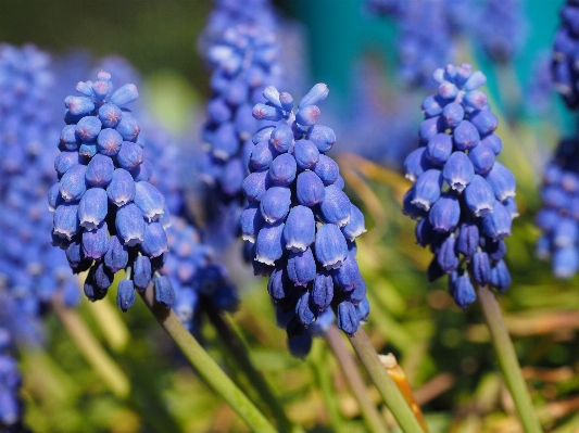 Blossom plant fruit flower Photo