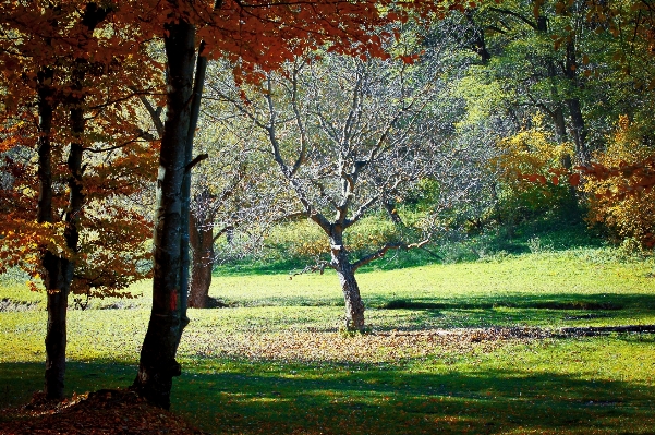 Landscape tree nature forest Photo