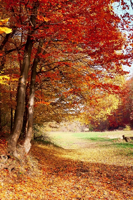 Baum natur wald zweig