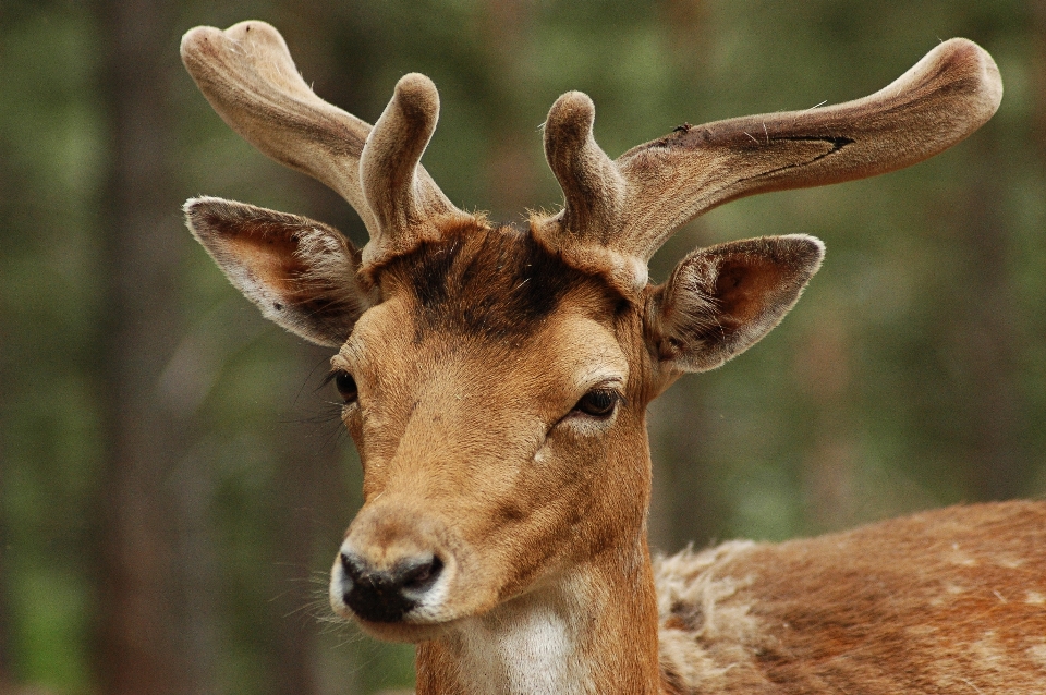 Naturaleza animal fauna silvestre ciervo