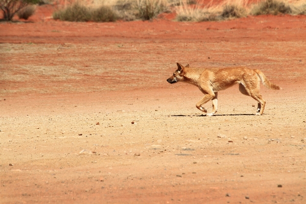 Dog animal wildlife wild Photo