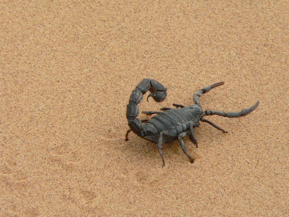 Pasir kering serangga hitam