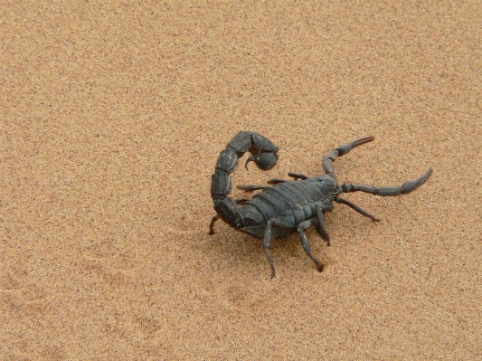 Photo Sable sec insecte noir