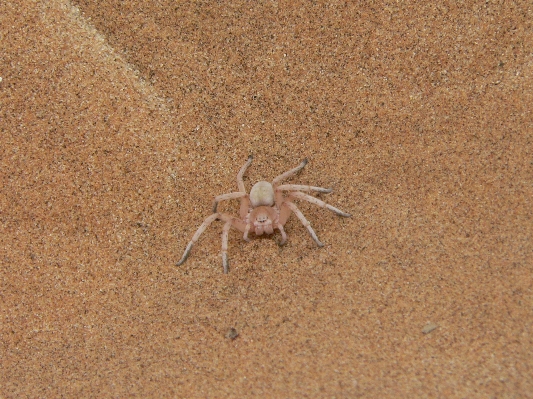 Sand insect soil fauna Photo