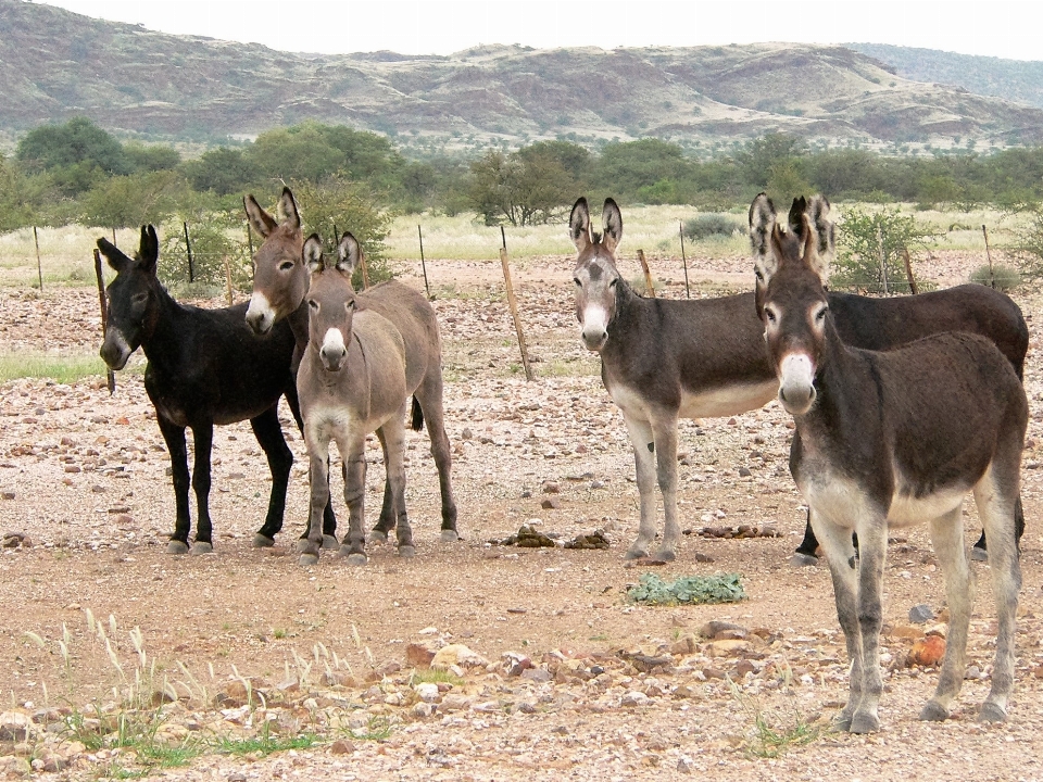 Paisagem grupo aventura rebanho
