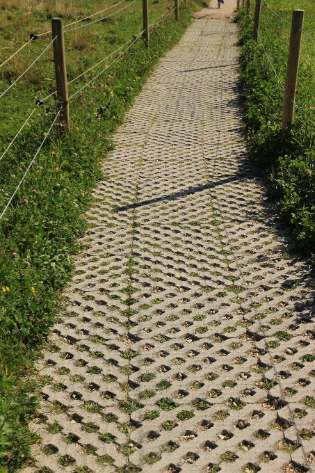 Trawa struktura ścieżka trawnik