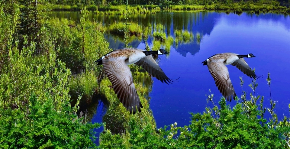 Nature forêt marais oiseau