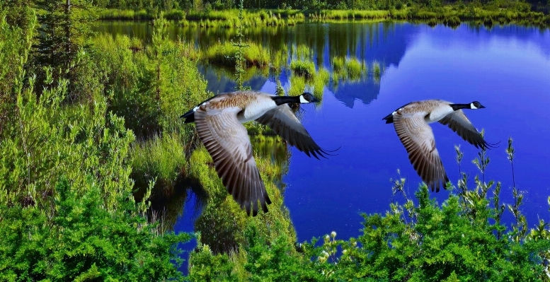 Nature forest swamp bird Photo