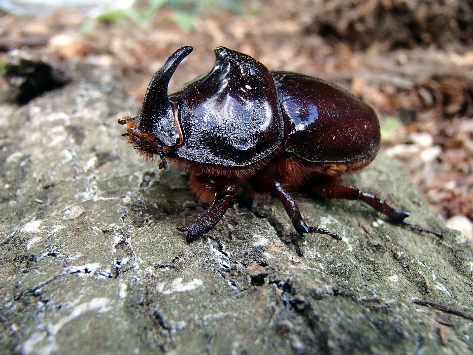 Fauna silvestre insecto macro