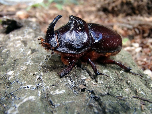 Wildlife insect macro fauna Photo