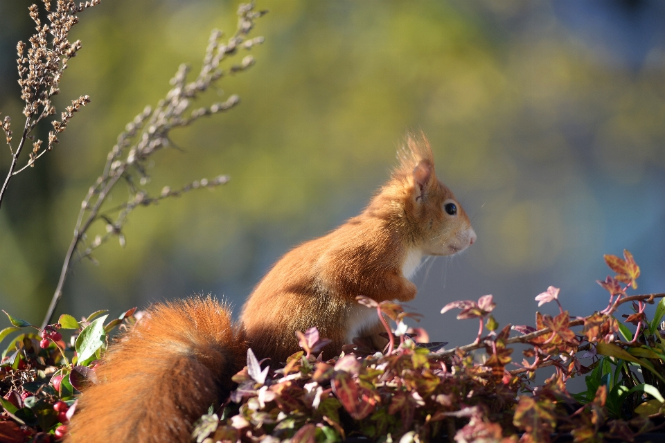 Nature branch sweet cute