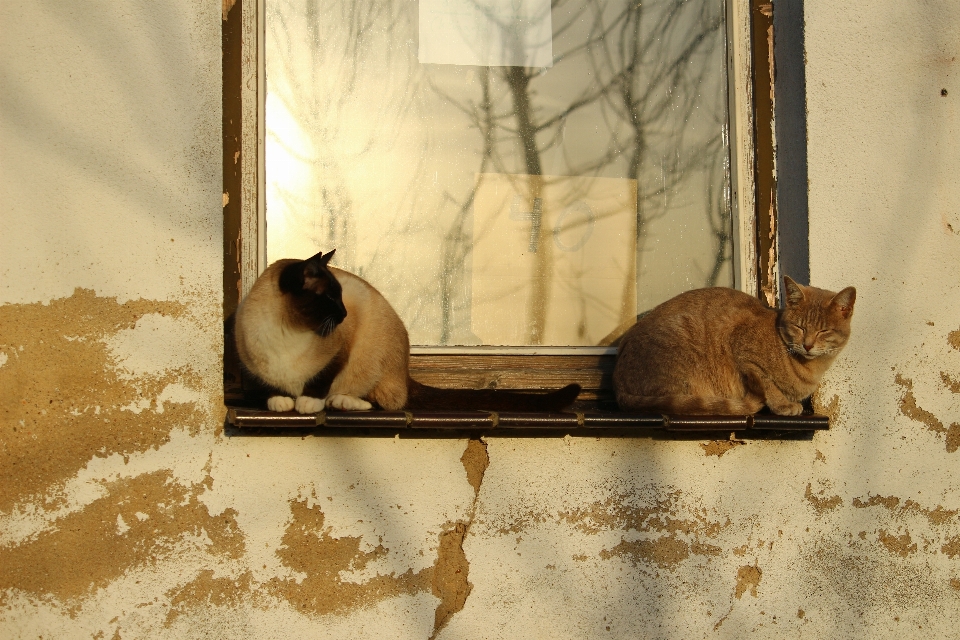 Fenster wand katze säugetier