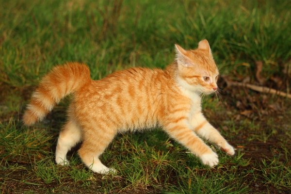 Grass meadow kitten cat Photo