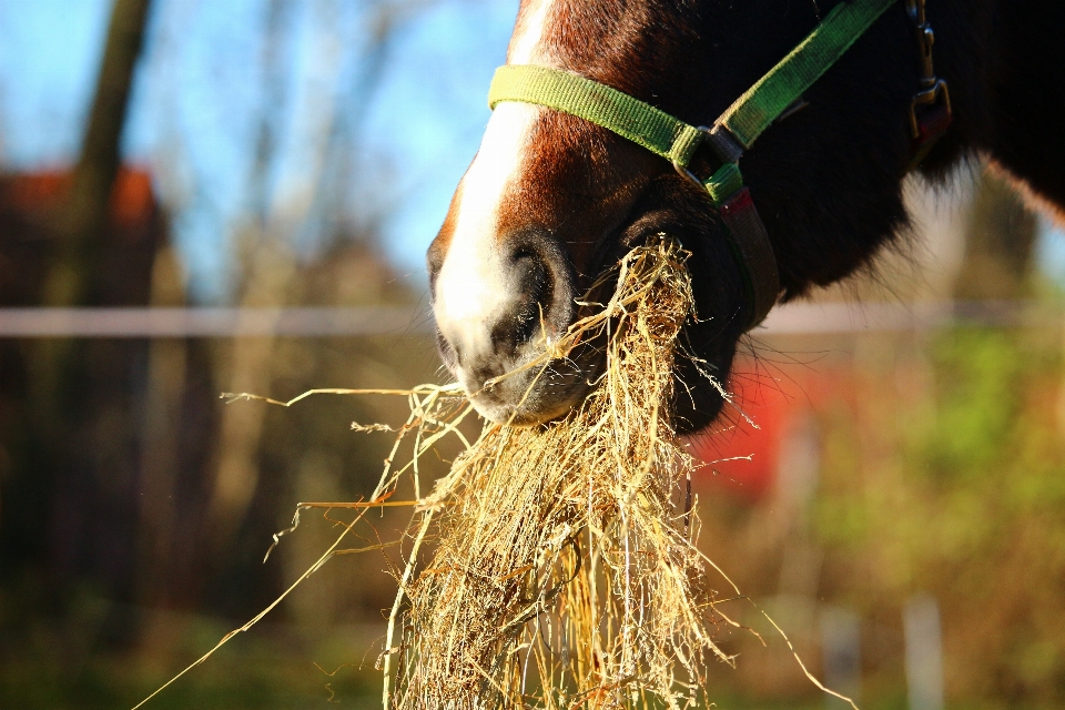 Nature herbe foins champ