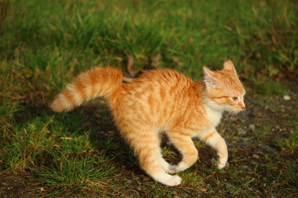 Grass meadow kitten cat Photo