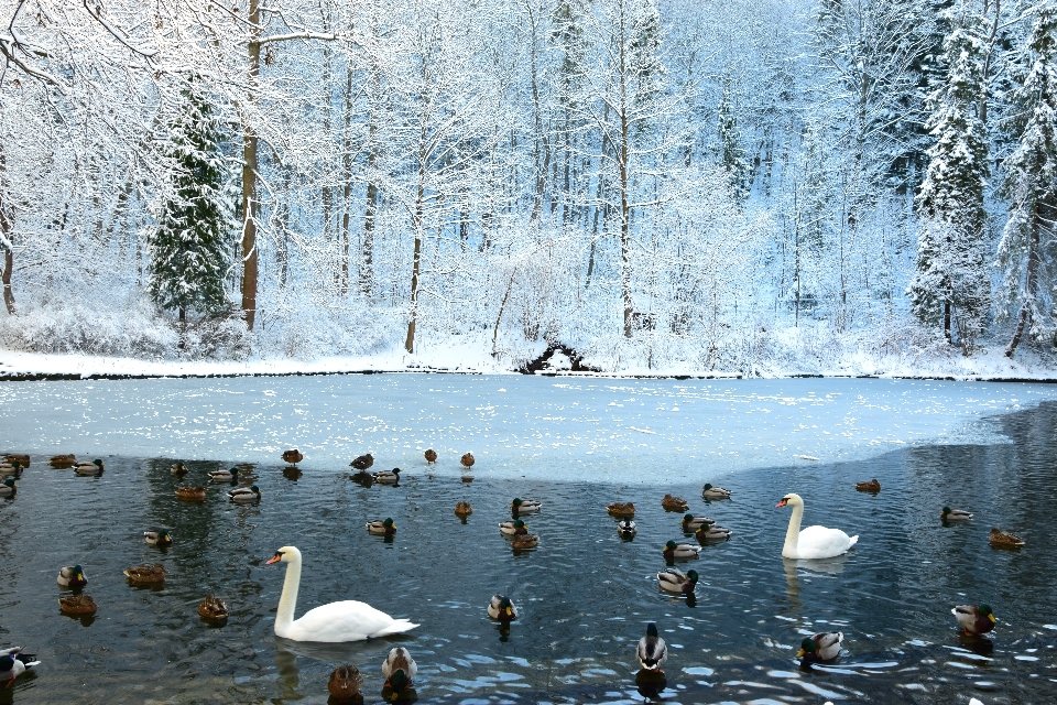 Woda natura śnieg zima