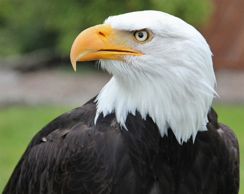 Bird wing view animal Photo