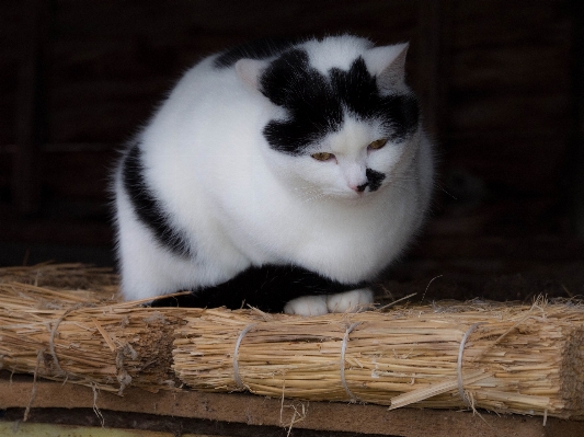 白 家 ペット 子猫 写真