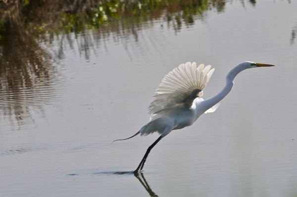 Water nature swamp bird Photo