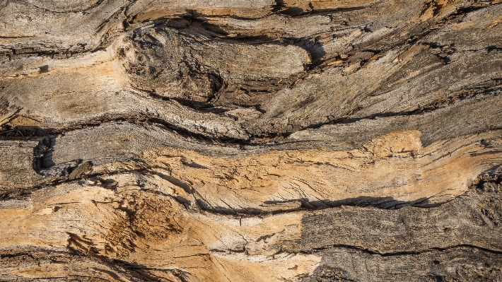 Rock wood grain texture Photo