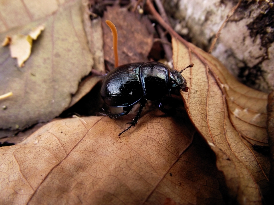 Foresta animali selvatici fogliame insetto