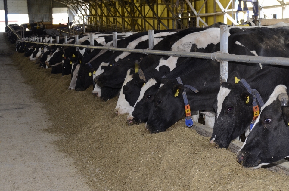 Azienda agricola cibo latte mucche
