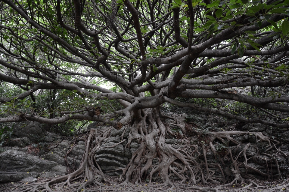 Arbre bifurquer usine tronc