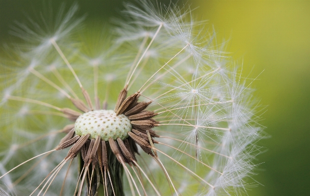 自然 草 ブランチ 植物 写真