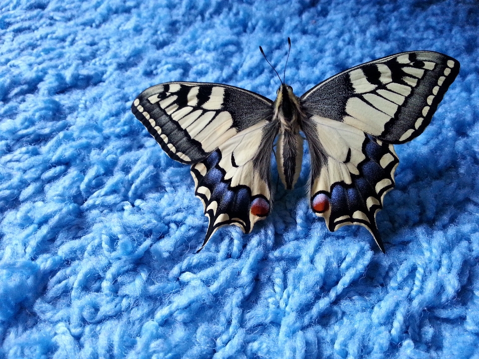 Wing insect blue moth