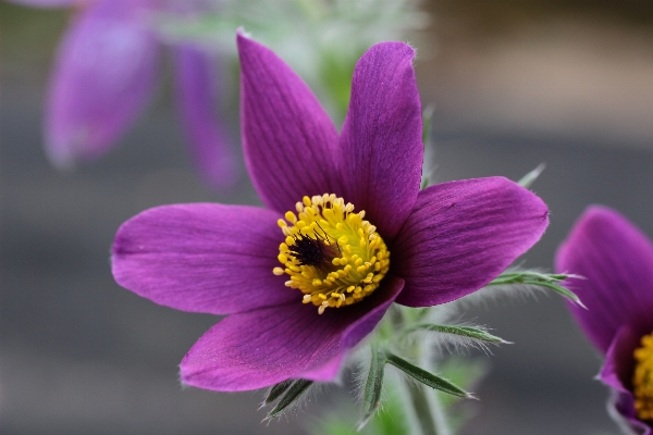 Nature blossom plant flower Photo