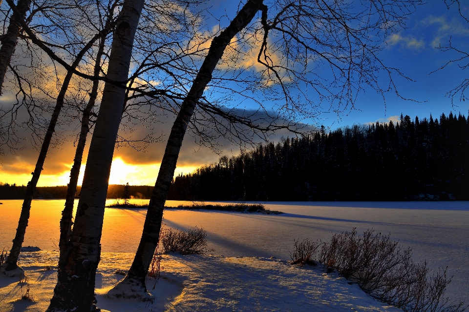 Drzewo natura oddział śnieg