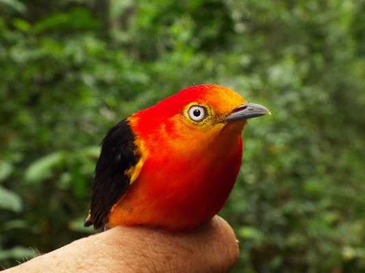 Nature bird flower wildlife Photo