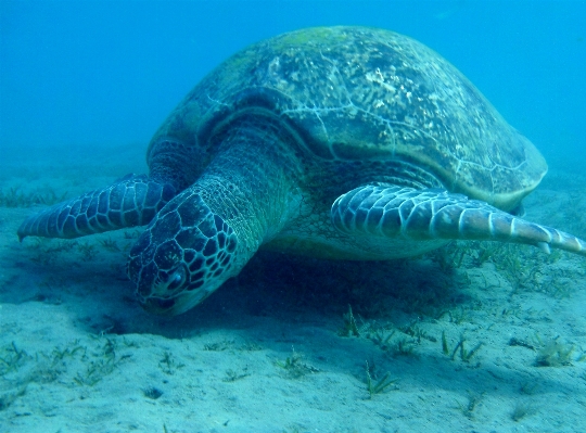 Sea biology turtle Photo