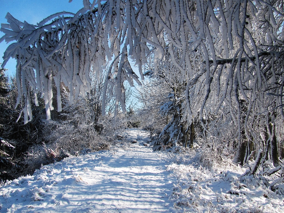 Landscape tree nature forest