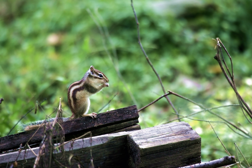 Natura trawa oddział zwierzę