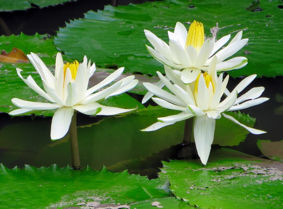 植物 白色的 花 花瓣