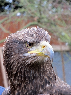 自然 鳥 羽 動物 写真