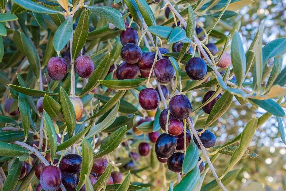 Baum zweig anlage frucht