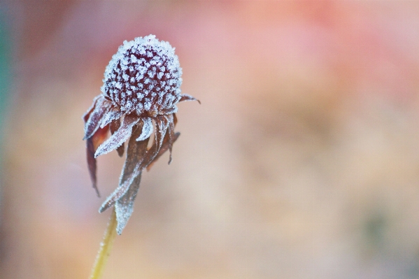 Nature branch blossom plant Photo