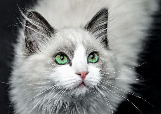 Foto Bianco e nero
 animale domestico