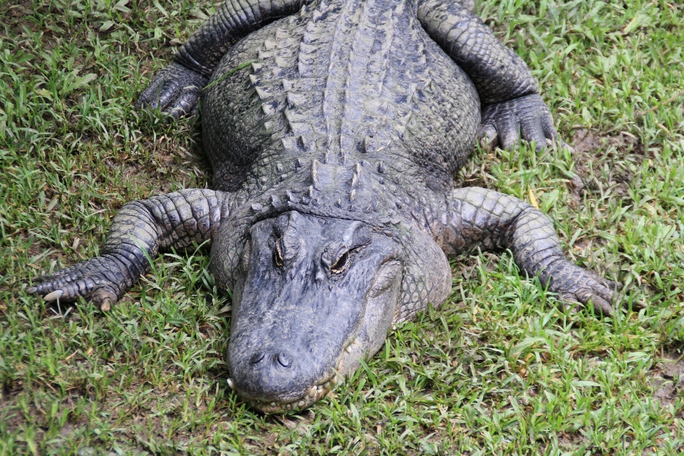 自然 野生動物 動物園 爬虫類