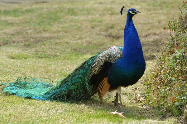 Photo Marche oiseau prairie
 faune