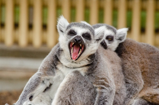 Foto Natura guardare animali selvatici zoo