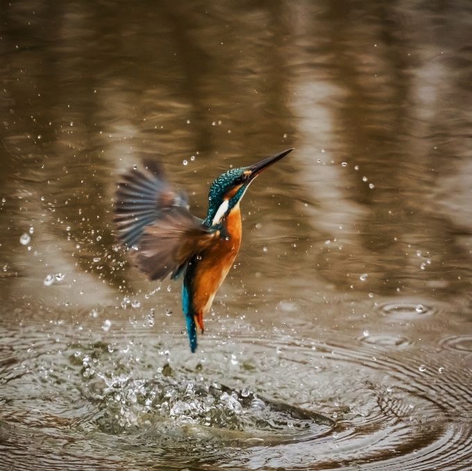 Wasser natur vogel flügel