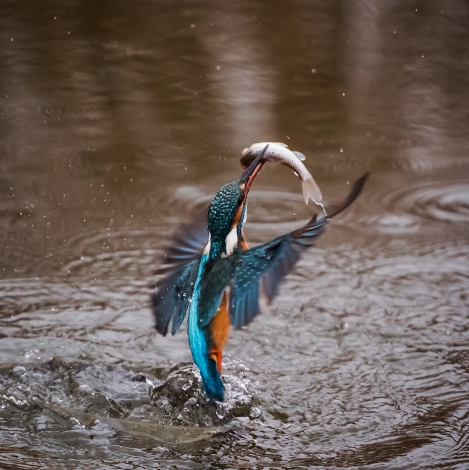 Acqua natura uccello animale