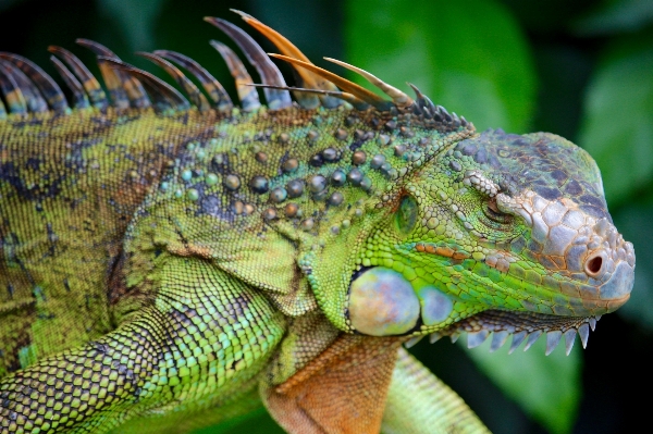 Nature animal wildlife portrait Photo