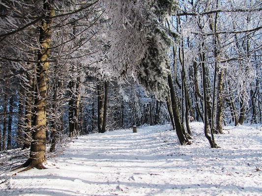 Landscape tree nature forest Photo