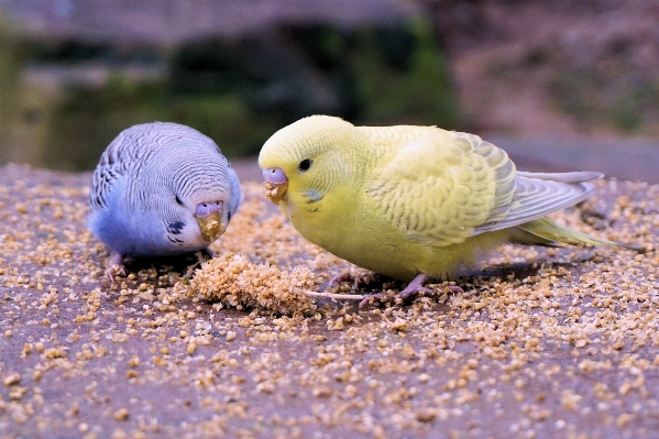 自然 鳥 動物 野生動物 写真